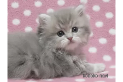 成約済の愛知県のペルシャ(チンチラ)-85711の2枚目